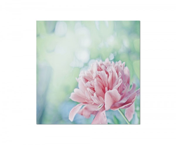 80x80cm Pfingstrose Blüte Blume rosa