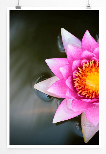 60x90cm Naturfotografie Poster Pinke Lotusblume im grauen Hintergrund