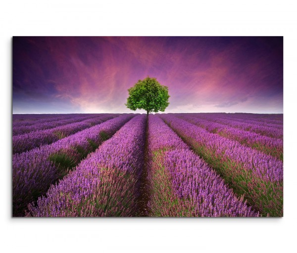 120x80cm Wandbild Lavendelfeld Baum Sommer