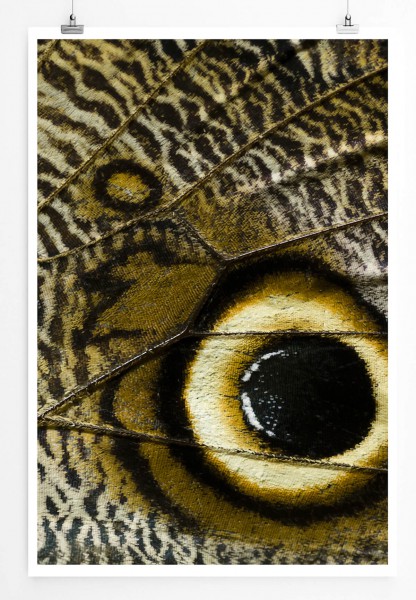 60x90cm Tierfotografie Poster Tropischer Schmetterlingsflügel