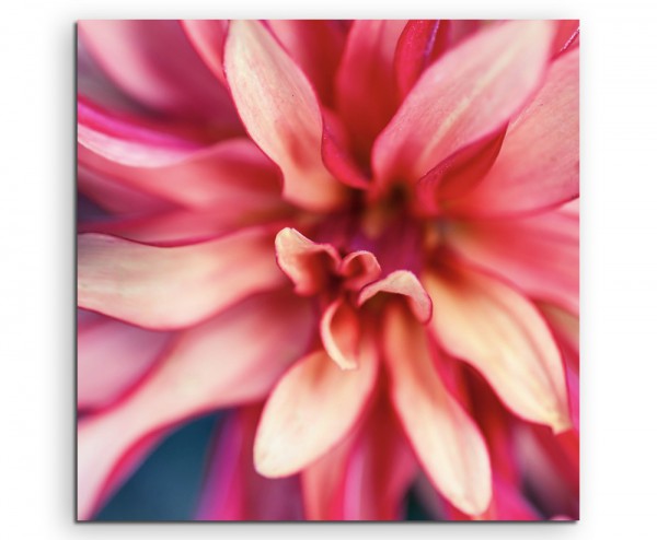 Naturfotografie – Beschnittene pink rote Blüte auf Leinwand