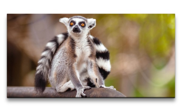 Leinwandbild 120x60cm Lemur Primat Tierfotografie kleiner Affe Äffchen Madagaskar