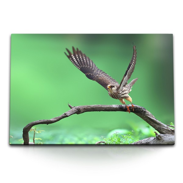 120x80cm Wandbild auf Leinwand Falke Raubvogel Natur Tierfotografie Grün Greifvogel