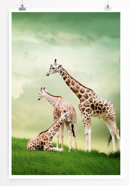 90x60cm Poster Tierfotografie Drei Giraffen beim Ausruhen