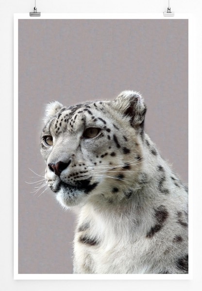 60x90cm Tierfotografie Poster Junger männlicher Schneeleopard