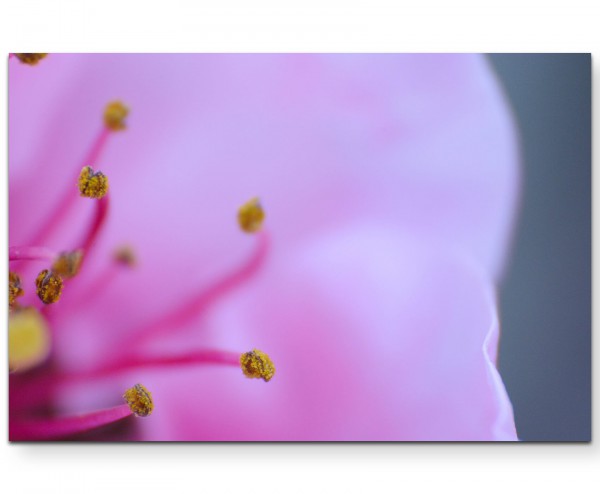 Romantische rosa Blüte - Leinwandbild