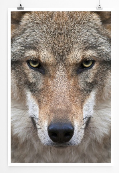 90x60cm Poster Tierfotografie Wolfsporträt