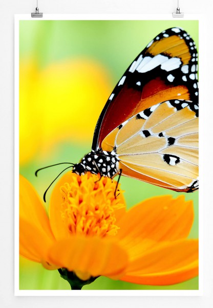 Schöner Schmetterling auf oranger Blume 60x90cm Poster