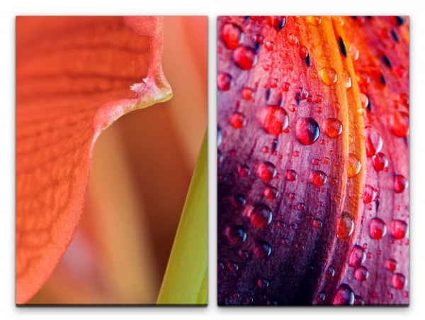 2 Bilder je 60x90cm Blume Blüten Rot Viellot Wassertropfen Makroaufnahme Fotokunst