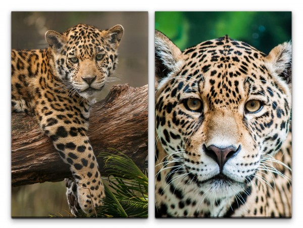 2 Bilder je 60x90cm Jaguar kleine Raubkatze Wildnis Niedlich Katze Jaguar Gesicht Dschungel