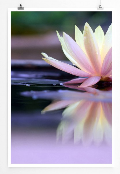 60x90cm Naturfotografie Poster Lotusblüte im Wasser