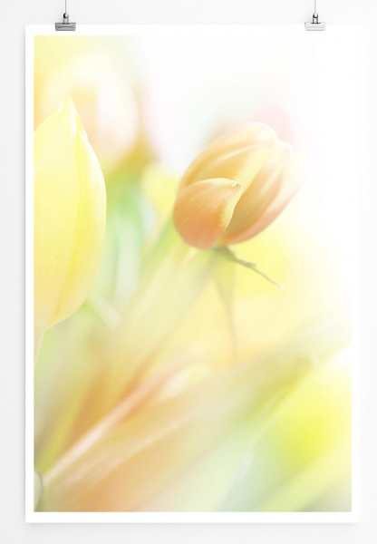 60x90cm Naturfotografie Poster Orange Pastell Tulpe