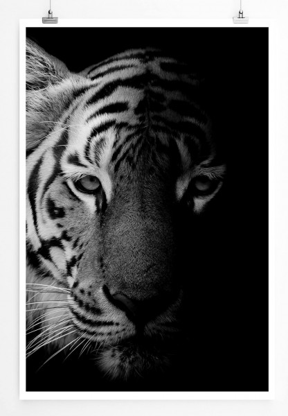 Wunderschöner Tigerkopf 60x90cm Poster