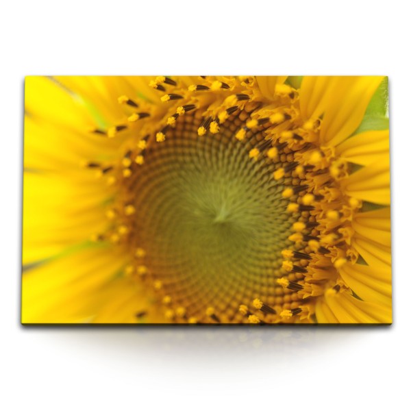 120x80cm Wandbild auf Leinwand Sonnenblume gelbe Blume Natur Nahaufnahme Sommer