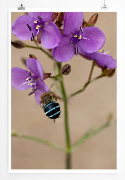 60x90cm Naturfotografie Poster Australische Wildblume Murdannia graminea