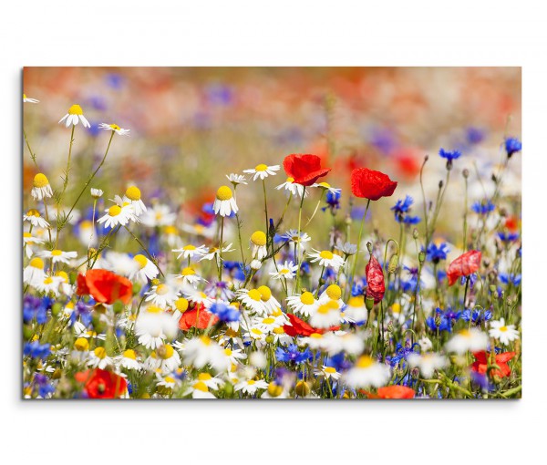120x80cm Wandbild Blumenwiese Frühling