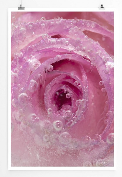Künstlerische Fotografie  Eingefrorene rosa Rose 60x90cm Poster