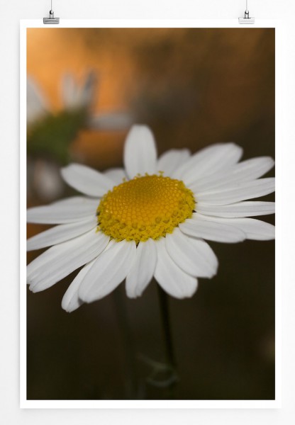 60x90cm Poster Naturfotografie  Weiße Kamille bei Sonnenaufgang