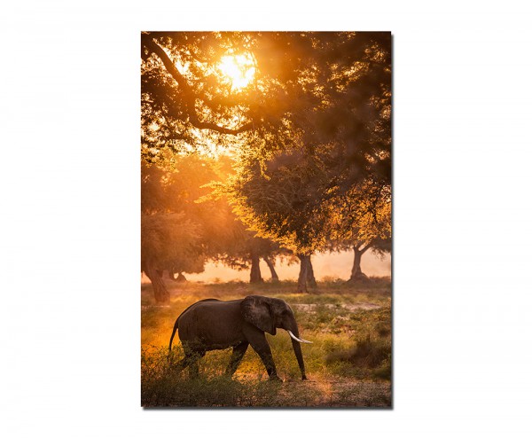 120x60cm Elefant Wald Sonnenstrahlen Wiese