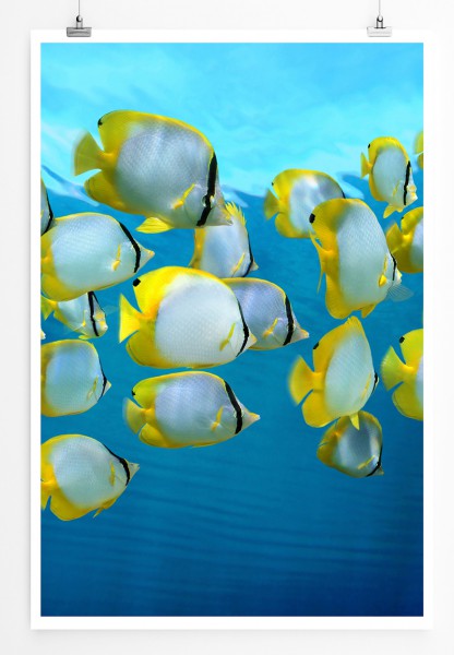 90x60cm Poster Tierfotografie Tropischer Fischschwarm in der Karibik