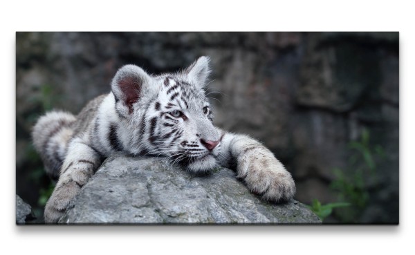 Leinwandbild 120x60cm Kleiner Tiger Süß Niedlich Katze weißes Fell
