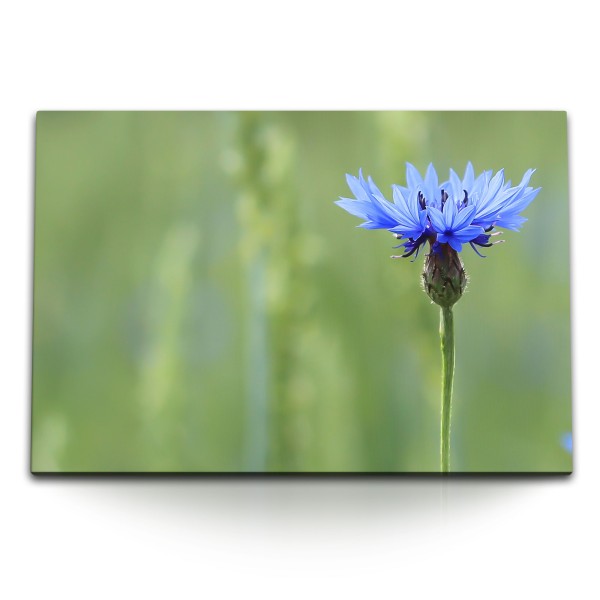 120x80cm Wandbild auf Leinwand Kornblumenblüte Blume Frühling blaue Blüte Natur