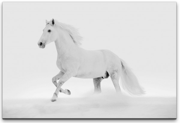 Weißes Pferd Wandbild in verschiedenen Größen
