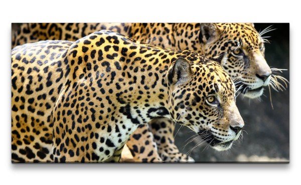 Leinwandbild 120x60cm Jaguare Raubkatzen schöne Tiere Kraftvoll