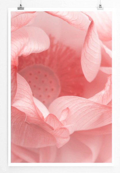60x90cm Poster Naturfotografie  Blüte im verwaschenen Rosa
