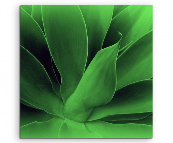 Naturfotografie – Knallgrüne Agavenblätter auf Leinwand