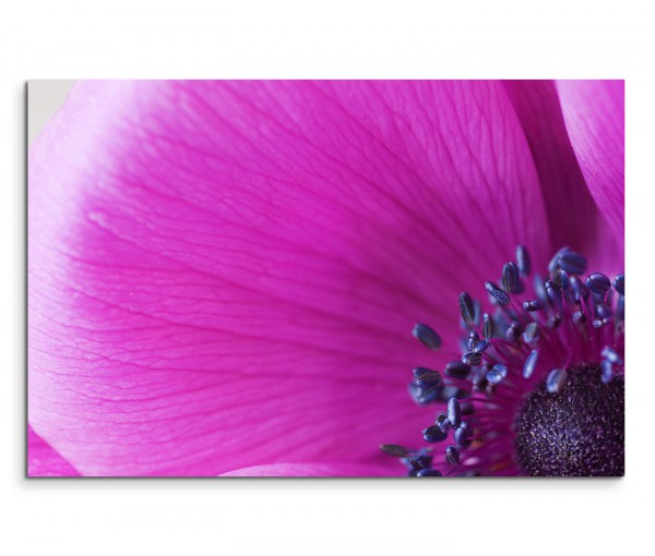 120x80cm Wandbild Anemone Blume Blüte Nahaufnahme