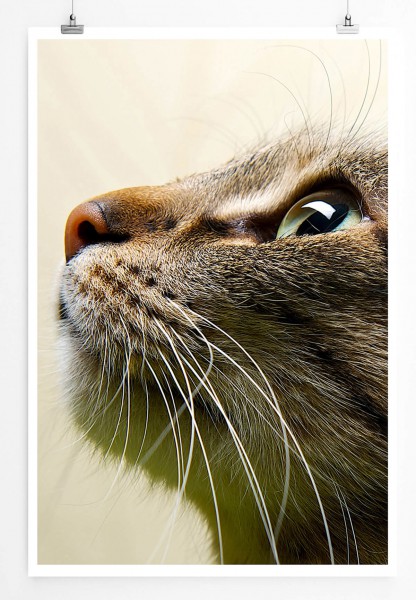 60x90cm Tierfotografie Poster Aufschauender Katzenkopf