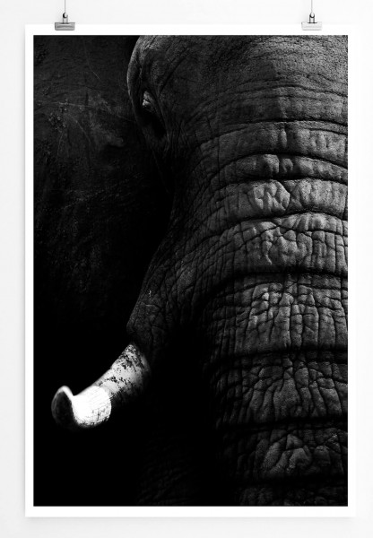 60x90cm Tierfotografie Poster Elefant im Porträt 