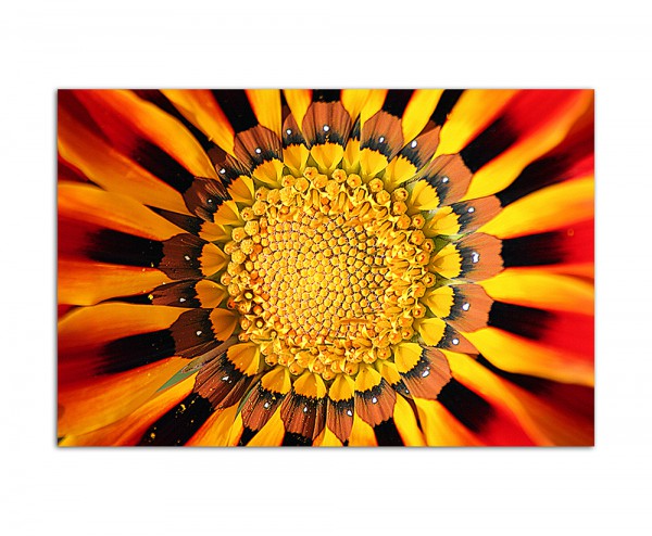 120x80cm Blüte Blume makro