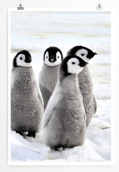 Gruppe von Pinguinbabys im Schnee 60x90cm Poster
