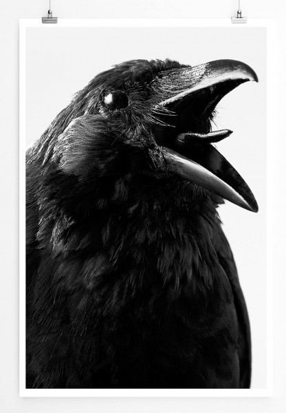 Tierfotografie 60x90cm Poster Krächzende Krähe schwarz weiß