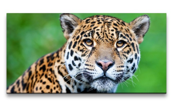 Leinwandbild 120x60cm Jaguar Raubkatze schönes Tier Katze Wild Grün