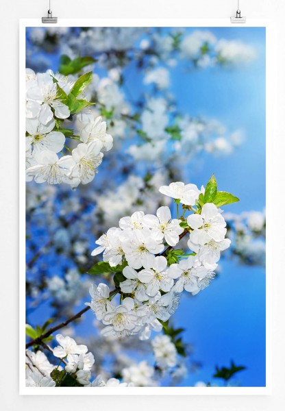 60x90cm Naturfotografie Poster Weiße Frühlingsblumen in der Sonne 