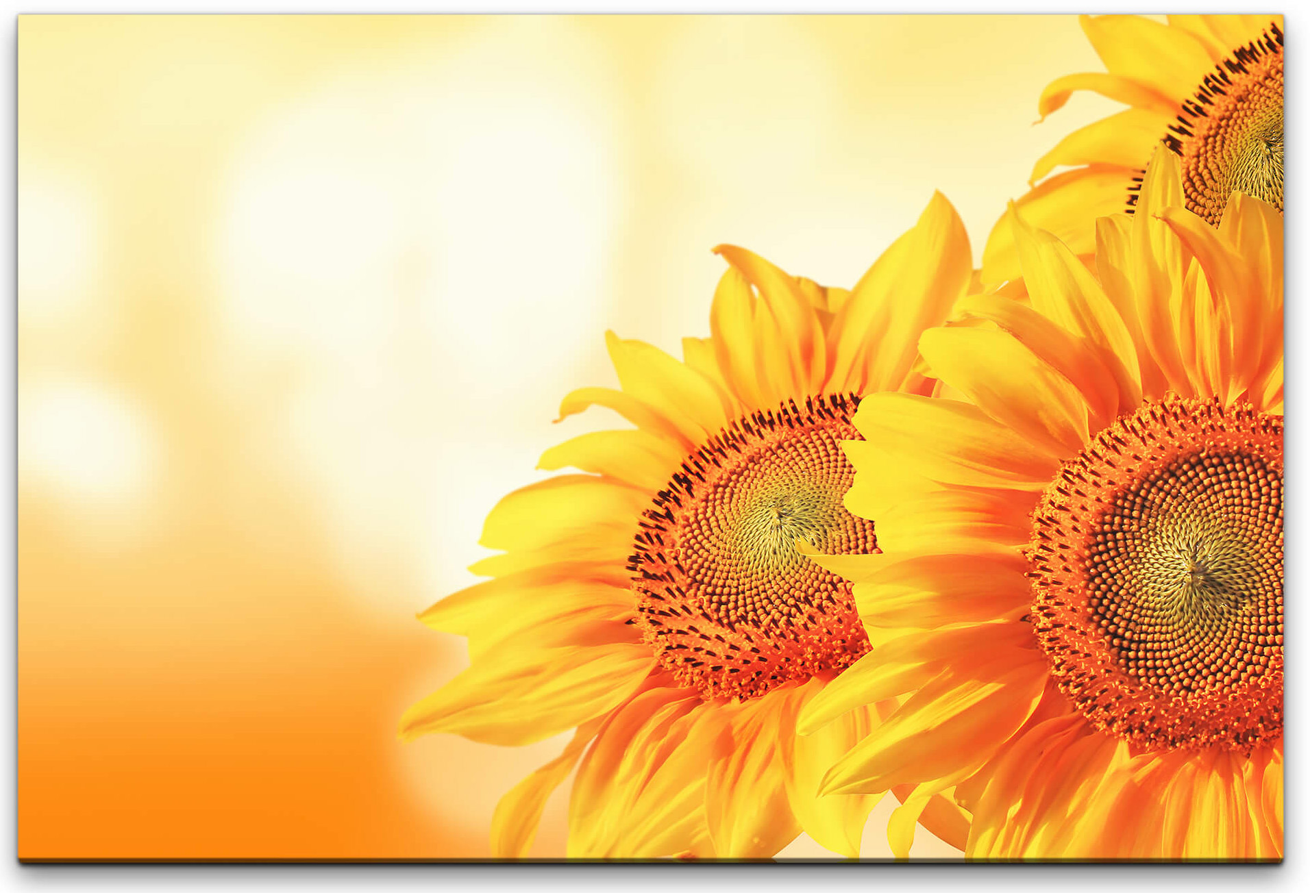 Panorama Leinwand Bild Wandbild Landschaft  XXL 150 cm* 50 cm Sonnenblumen 507 