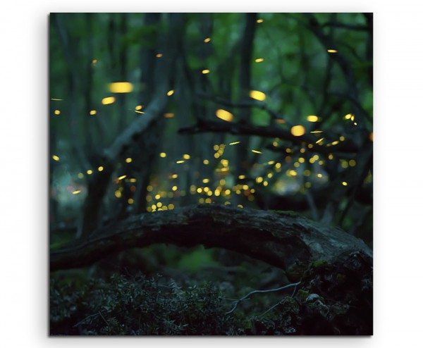 Naturfotografie  Glühwürmchen im Wald auf Leinwand exklusives Wandbild moderne Fotografie für ihre 