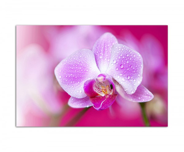 120x80cm Leinwandbild auf Keilrahmen Pink Orchideen Pflanze