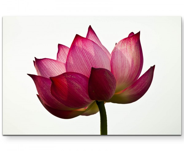 Lotusblüte und weißer Hintergrund - Leinwandbild