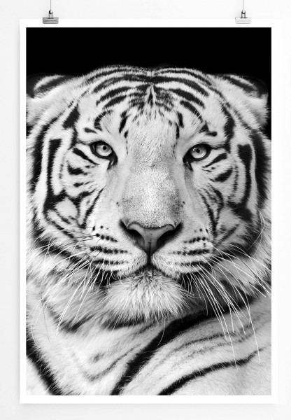 Tierfotografie 60x90cm Poster Porträt eines weißen bengalischen Tigers schwarz weiß