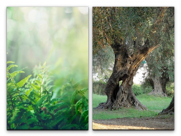 2 Bilder je 60x90cm Waldboden Pflanzen alter Olivenbaum großer Baum Sonnenschein warmes Licht Beruhi