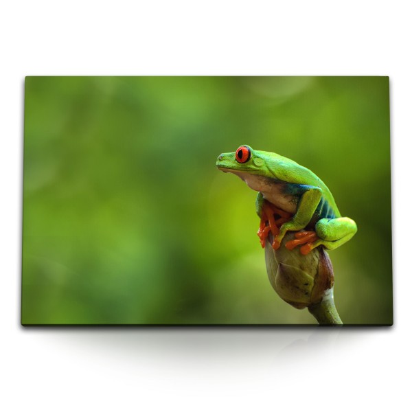 120x80cm Wandbild auf Leinwand Frosch Tropisch Exotisch Grün Tierfotografie Natur