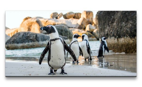 Leinwandbild 120x60cm Brillenpinguin afrikanische Pinguine Tiere Süß