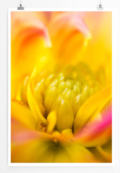 60x90cm Poster Naturfotografie  Orange Dahlie mit pinken Akzenten 