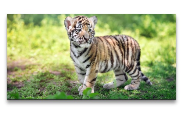 Leinwandbild 120x60cm Kleiner süßer Tiger Kätzchen Niedlich Katze