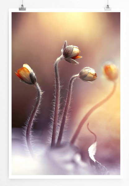 60x90cm Poster Naturfotografie  Frühlingsknospen im warmen Morgenlicht