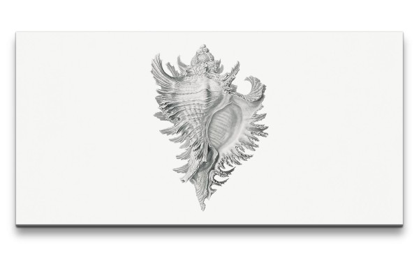Remaster 120x60cm Zeichenkunst Muschel Schwarz Weiß Fossil Dekorativ